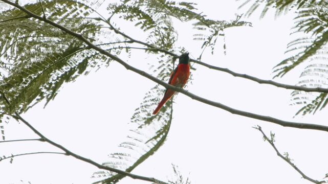 A scarlet minivet perches on a tree branch during strong wind, clutching nesting material in its beak. The scene highlights breeding behavior and adaptation during nest-building in a natural setting.