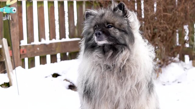 Front view of a Keeshond (Wolfspitz) dog outdoors as gentle wind moves its thick fur. Calm and attentive expression with soft motion, creating an emotional and cinematic slow motion pet scene.