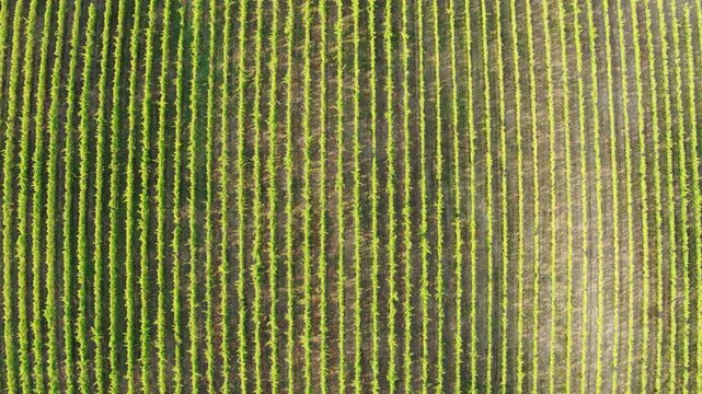 High-angle drone shot of parallel grapevine rows in a sunlit vineyard, showcasing agricultural symmetry and growth.