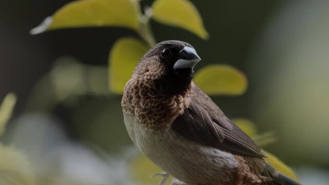 Close-up of a white-rumped munia perching briefly among leaves before taking flight. The scene highlights alert behavior and natural movement in a subtropical environment in Hong Kong.