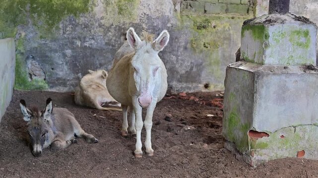 Atmospheric video showing shy donkeys, including rare albino donkeys and native Sardinian donkeys, taking shelter inside an abandoned structure on Asinara Island, Sardinia. 