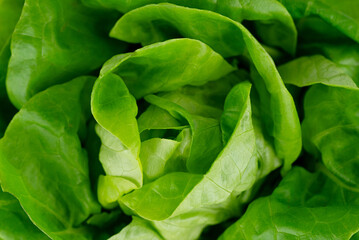 the fresh green lettuce head