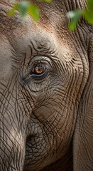 Elephants Intense Gaze - A Close-Up of Wisdom and Strength.