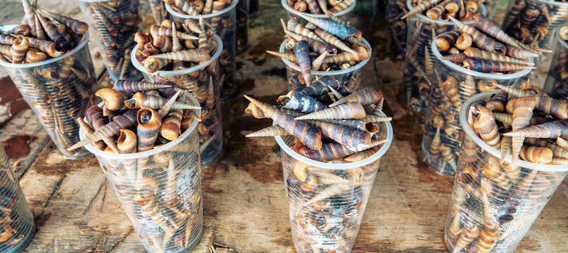 Sold on the market Sea snails Turritella terebra from the South China Sea. Borneo Island, marine products; seafoods