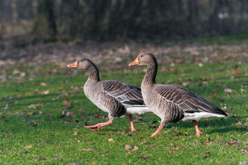Obraz premium A pair of adult greylag geese (Anser anser) walking side by side in a meadow