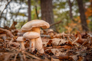 Fototapeta premium Wild mushrooms in the forest during autumn in the Netherlands.