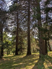 Obraz premium Serene forest scene with tall trees and dappled sunlight.