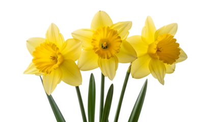 Easter sunday daffodils isolated on transparent background