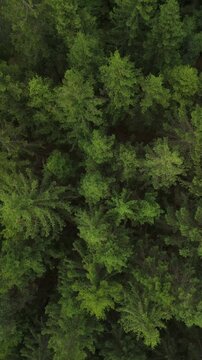 Overhead view of dense green conifer forest in Northern Europe