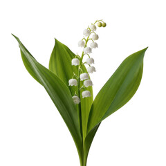 Fototapeta premium Isolated lily of the valley with delicate white bell flowers