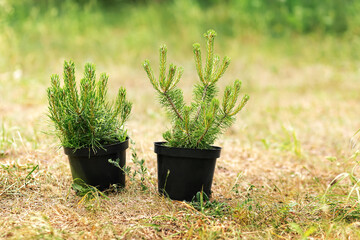 Young pine seedlings in pots on grass. Tree planting, eco gardening, reforestation and sustainable environment concept.