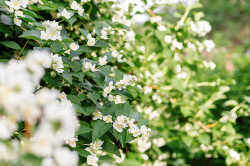 White jasmine flowers blooming in spring garden. Natural floral background, fresh greenery and soft bokeh.