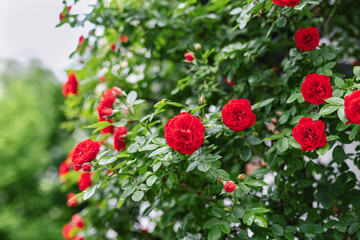 Red roses blooming in a green garden, romantic floral background, symbol of love, beauty and summer nature.