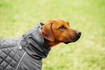 Rhodesian Ridgeback dog in a warm jacket outdoors, stylish protected pet portrait in nature.