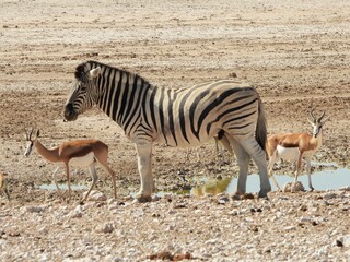 Zebra and springbok at a waterhole in Etosha NP