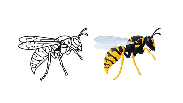 Vector illustration set displaying a black and yellow striped wasp in both a detailed coloring book outline and a fully colored cartoon style