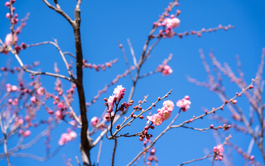 cherry blossom in spring