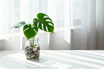 Monstera plant in glass jar with stones