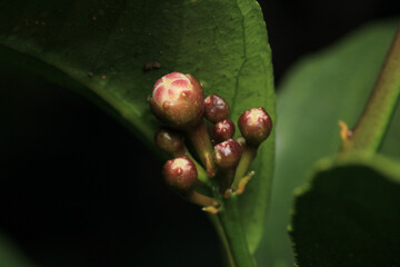 natural green lemon macro photo	