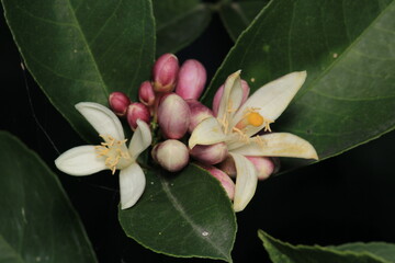 natural green lemon macro photo	