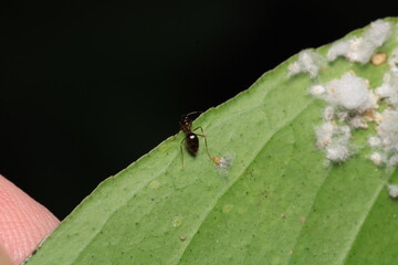 Black carpenter ant macro photo	