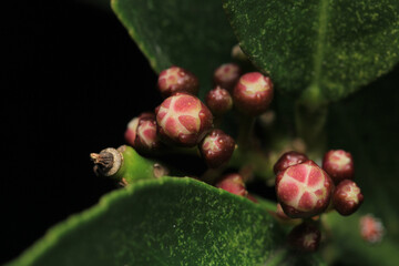 natural green lemon macro photo	