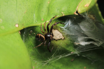 xysticus kochi spider macro photo	