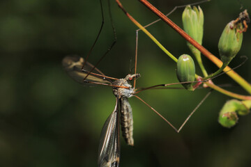 tipula maxima insect macro photo	
