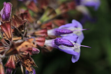 natural purple salvia miltiorrhiza photo	