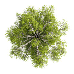 Lush Green Tree Top View on Transparent Background