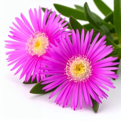 Captivating Delosperma Flowers Displaying Vibrant Pink Petals on White Background
