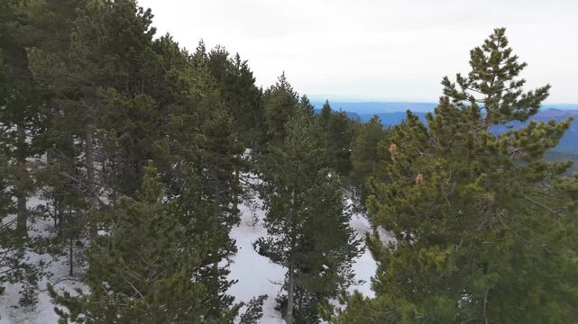 Winter forest landscape featuring tall pine trees growing on a snow-covered mountain slope, extending towards a vast horizon and distant mountain range under a cloudy sky
