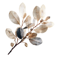 Dried Leaves with Seed Pod on Transparent Background