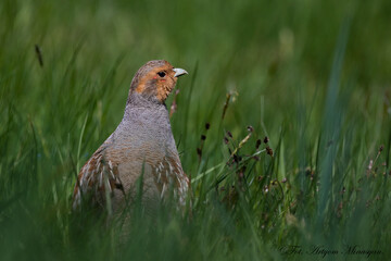 Kuropatwa (zwyczajna) - Perdix perdix