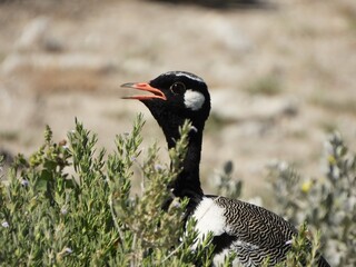 Portrait of the korhaan