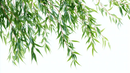 Fototapeta premium Studio photo of willow branches isolated on white background. Natural botanical twigs with fresh green leaves, minimal clean composition for spring design, floristry, wellness branding and decor