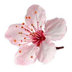 Pink Flower with Stamen on Transparent Background