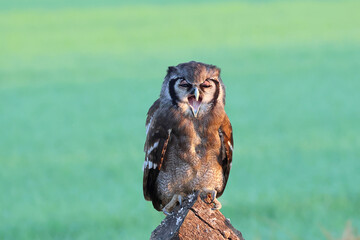 Beautiful Verreaux's eagle-owl stand on a log in the early morning.