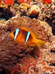 anemone fish