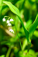 スズランの花「天空から降り注ぐ奇跡の光芒に、九州最大級の自生地・阿蘇波野の鈴が鳴る。」阿蘇市波野
Lily of the valley flowers "The miraculous light pouring down from the sky makes the bells of Aso Namino, Kyushu's largest natural habitat, ring.
