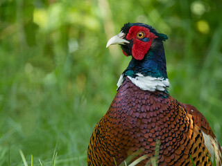 Bażant zwyczajny - (Phasianus colchicus) © artel120(Minasyan)