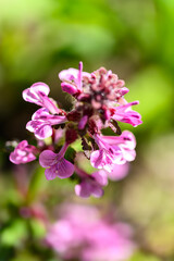 Obraz premium ホトケノザの花(ホトケノツヅレ)「天空から降り注ぐ奇跡の光芒に、九州最大級の自生地」阿蘇市波野 The flower of the henbit (Hentai henbit) 