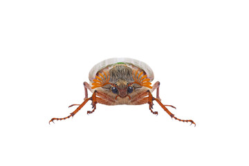 May beetle (Melolontha melolontha) isolated on white background