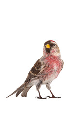 male common redpoll (acanthis flammea) isolated on white background