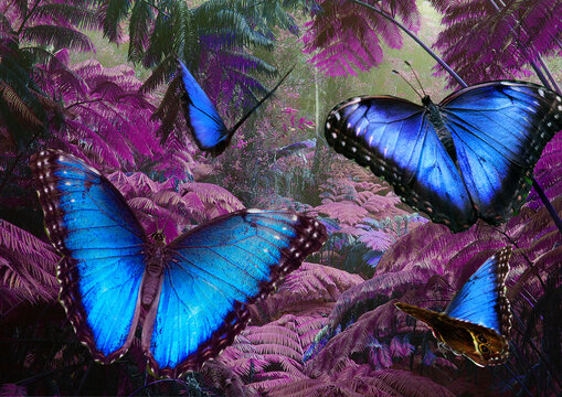  Blaue Morphofalter (Morpho peleides) Gruppe auf lila Bl&auml;tter 