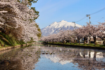 水面に映る逆さ岩木山と満開の桜並木