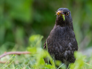 Kos - (Turdus merula)  © artel120(Minasyan)