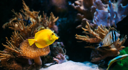 Obraz premium Pomacanthus navarchus blue angel sea fish in aquarium