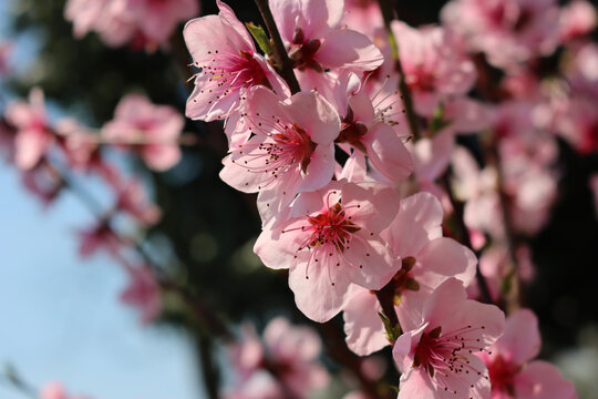 Close-up of pink Peach flowers on branch. Peach tree in bloom against blue sky in springtime. Prunus persica - Powered by Adobe