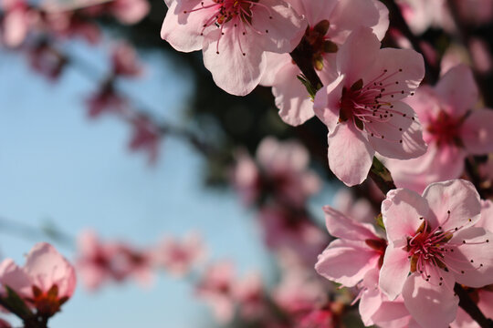 Close-up of pink Peach flowers on branch. Peach tree in bloom against blue sky in springtime. Prunus persica - Powered by Adobe